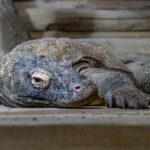 Ein Komodowaran liegt auf einer hölzernen Unterlage, den Kopf auf den Boden gestützt, und wirkt entspannt in einem naturnahen Gehege.