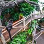 Ein kleiner schwarzer Affe sitzt auf einem Ast in einem Innengehege mit üppigen Grünpflanzen und einem Gehweg im Hintergrund.