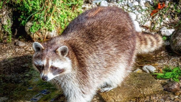 Ein Waschbär mit dickem Fell steht neben einem seichten Bach, umgeben von Felsen und Grün, und blickt leicht nach links.