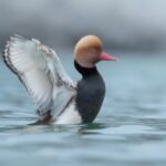 Eine Ente mit rotbraunem Kopf und rosa Schnabel schlägt mit den Flügeln, während sie auf ruhigem Wasser schwimmt.
