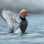 Eine Ente mit rotbraunem Kopf und rosa Schnabel hebt einen Flügel, während sie auf blauem Wasser schwimmt.