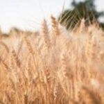 Eine Nahaufnahme von goldenen Weizenhalmen auf einem Feld mit unscharfen Bäumen im Hintergrund unter sanftem Sonnenlicht.