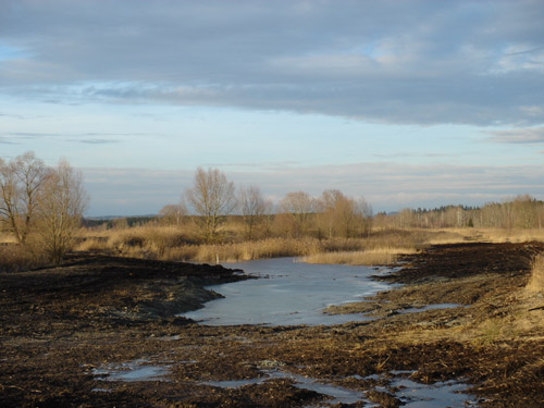 Ein teilweise zugefrorener Teich, umgeben von kahlen Bäumen und braunem Gras unter einem bewölkten Himmel in einer flachen Landschaft.
