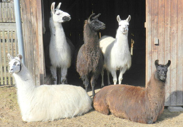 Fünf Lamas, drei stehend und zwei liegend, stehen an einem sonnigen Tag vor dem Eingang einer Holzscheune.