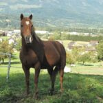Ein braunes Pferd steht im Gras eines eingezäunten Geländes, mit Häusern, Bäumen und entfernten Hügeln im Hintergrund unter einem klaren Himmel.