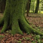 Nahaufnahme eines mit grünem Moos bedeckten Baumstamms mit freiliegenden Wurzeln, die sich über den Waldboden in einem Waldgebiet ausbreiten.