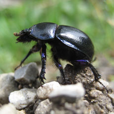 Ein schwarzer Käfer steht auf kleinen Felsen vor einem verschwommenen grünen Hintergrund.