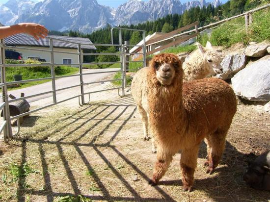 Zwei Alpakas stehen auf einem Bauernhof in der Nähe eines Metalltors, im Hintergrund sind Berge, Bäume und ein Gebäude zu sehen. Der Arm einer Person wird von links nach ihnen ausgestreckt.