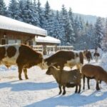 Kühe und Schafe stehen zusammen auf einem verschneiten Bauernhof neben einer Holzscheune, mit Kiefern und Bergen im Hintergrund.
