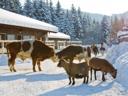 Kühe und Schafe stehen zusammen auf einem verschneiten Bauernhof neben einer Holzscheune, mit Kiefern und Bergen im Hintergrund.