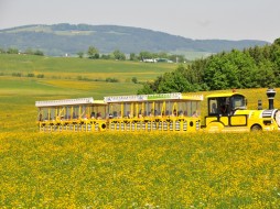 Ein gelber Touristenzug fährt durch ein Feld mit gelben Blumen und grünen Hügeln und Bäumen im Hintergrund.