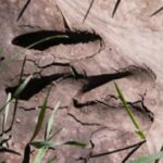 In der trockenen, rissigen Erde sind zwei Hufabdrücke von Hirschen zu sehen, die von grünen Grashalmen umgeben sind.