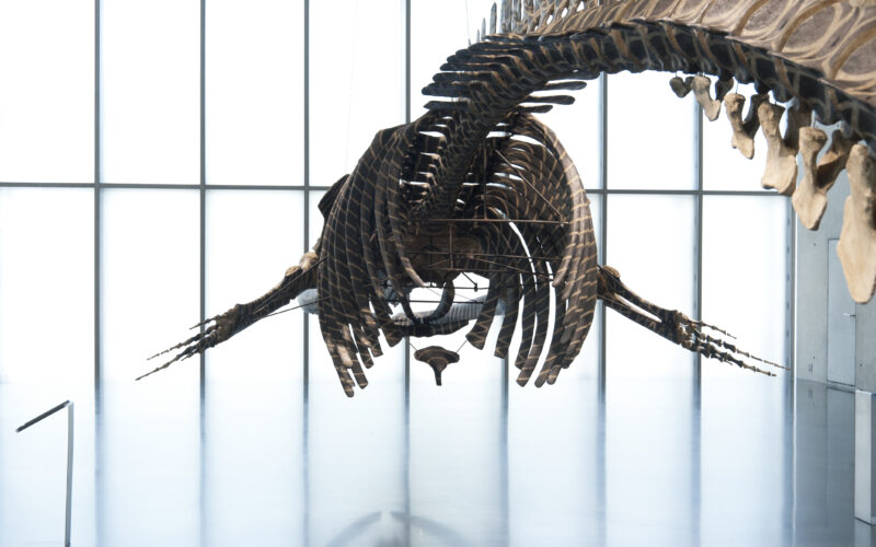 In einem geräumigen, gut beleuchteten Museum mit bodentiefen Fenstern hängt ein großes Dinosaurierskelett von der Decke, das man von vorne betrachten kann.