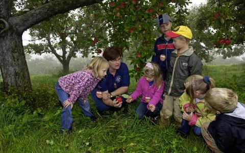 Ein Erwachsener und sechs Kinder versammeln sich unter einem Apfelbaum in einem Obstgarten und untersuchen etwas auf dem Boden zwischen grünem Gras und heruntergefallenen Äpfeln.