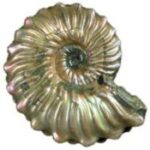 Ein poliertes, schillerndes Ammonitenfossil mit spiralförmiger Gestalt und ausgeprägten Rillen ist vor einem weißen Hintergrund abgebildet.