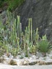 Hohe, dünne Kakteen und Sukkulenten wachsen in felsigem Boden neben einer großen dunklen Felswand.