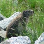 Ein Murmeltier sitzt zwischen Steinen und hohem Gras in einer natürlichen Umgebung.
