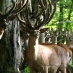 Eine Gruppe von Hirschen mit großen Geweihen steht zwischen Bäumen in einem sonnenbeschienenen Wald.