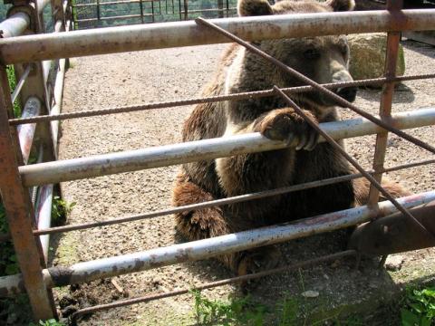 Ein Braunbär sitzt auf Beton hinter Metallstäben in einem Außengehege und hält sich mit einer Pfote an den Stäben fest.