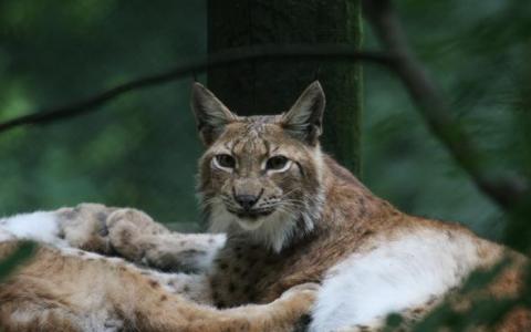 Ein Eurasischer Luchs liegt in einem Waldgebiet auf dem Boden und blickt mit aufgestellten Ohren und entspannter Haltung in die Kamera.