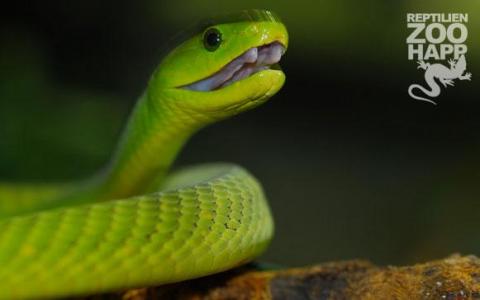 Eine Nahaufnahme einer hellgrünen Schlange mit leicht geöffnetem Maul, das die Reißzähne zeigt. Das Bild enthält den Text "Reptilien Zoo Happ" und ein Eidechsenlogo in der oberen rechten Ecke.