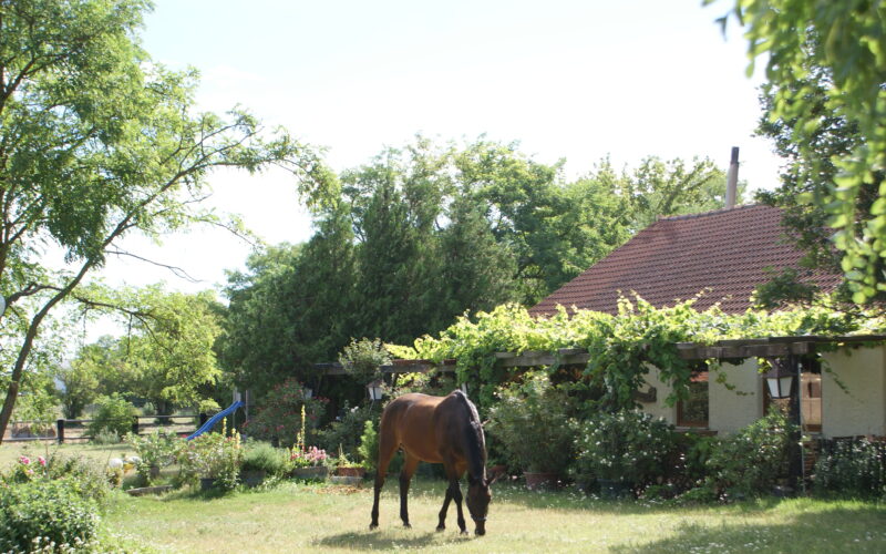 Ein braunes Pferd grast auf einer Wiese in einem sonnenbeschienenen Garten in der Nähe eines Hauses mit rotem Ziegeldach, umgeben von Bäumen und Grünpflanzen.