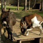 Ein Esel steht neben einer braun-weißen Ziege, die sich mit einem Hinterbein am Kopf kratzt, auf einer Holzplattform in einem Bauernhof.