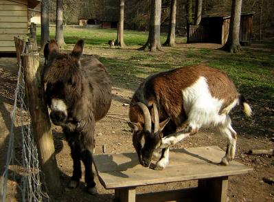 Ein Esel steht neben einer braun-weißen Ziege, die sich mit einem Hinterbein am Kopf kratzt, auf einer Holzplattform in einem Bauernhof.