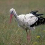Ein Weißstorch mit einem langen roten Schnabel und schwarz bestückten Flügeln steht auf einer Wiese.