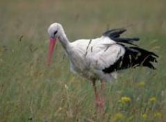 Ein Weißstorch mit einem langen roten Schnabel und schwarz bestückten Flügeln steht auf einer Wiese.