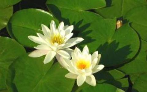 Zwei weiße Seerosen mit gelber Mitte schwimmen auf einem Teich, der von großen, grünen Seerosenblättern umgeben ist.