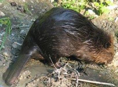 Ein Biber liegt auf schlammigem Boden in der Nähe eines Gewässers, sein nasses Fell und sein flacher Schwanz sind zu sehen.