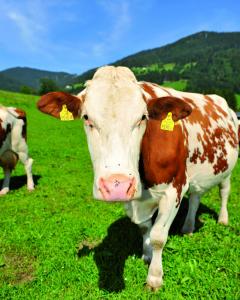 Eine braun-weiße Kuh mit gelben Ohrmarken steht auf grünem Gras auf einer Weide, mit Hügeln und blauem Himmel im Hintergrund.