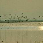 Ein Vogelschwarm fliegt bei Sonnenuntergang über ein ruhiges Gewässer, wobei sich das Sonnenlicht auf der Wasseroberfläche spiegelt.