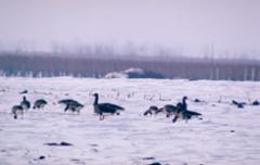 Eine Gruppe von Gänsen läuft über ein schneebedecktes Feld mit kahlen Bäumen und einem dunstigen Himmel im Hintergrund.
