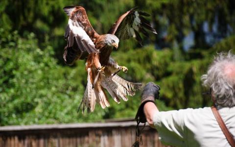 Ein großer Raubvogel mit ausgebreiteten Flügeln schwebt über einem Handschuh, der von einer Person getragen wird, vor einem Hintergrund aus grünen Bäumen.