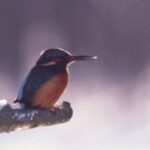Ein kleiner Vogel mit blauem Rücken und orangefarbener Brust sitzt auf einem schneebedeckten Ast vor einem unscharfen Hintergrund.