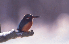 Ein kleiner Vogel mit blauem Rücken und orangefarbener Brust sitzt auf einem schneebedeckten Ast vor einem unscharfen Hintergrund.