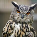 Nahaufnahme einer Eule mit orangefarbenen Augen und braun, schwarz und weiß gemustertem Gefieder, die direkt in die Kamera schaut.