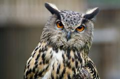Nahaufnahme einer Eule mit orangefarbenen Augen und braun, schwarz und weiß gemustertem Gefieder, die direkt in die Kamera schaut.
