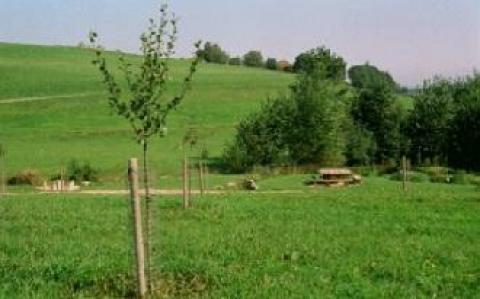 Ein grasbewachsenes Feld mit jungen Bäumen, die in Reihen gepflanzt und teilweise durch Holzpfähle geschützt sind, und einem Picknicktisch in der Nähe einer Reihe höherer Bäume im Hintergrund.