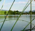 Ein ruhiger See mit einer weißen Seerose im Vordergrund, hohem grünen Schilf und grünen Hügeln im Hintergrund unter einem teilweise bewölkten Himmel.
