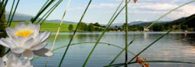 Ein ruhiger See mit einer weißen Seerose im Vordergrund, hohem grünen Schilf und grünen Hügeln im Hintergrund unter einem teilweise bewölkten Himmel.