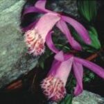 Zwei lilafarbene wilde Orchideen mit gefransten, gesprenkelten weißen und magentafarbenen Lippen wachsen neben Steinen und grünem Laub.