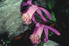 Zwei lilafarbene wilde Orchideen mit gefransten, gesprenkelten weißen und magentafarbenen Lippen wachsen neben Steinen und grünem Laub.