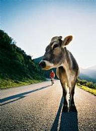 Eine Kuh steht auf einer gepflasterten Straße, während sich im Hintergrund eine Person auf einem Fahrrad nähert, umgeben von Grünflächen und Hügeln unter einem klaren Himmel.