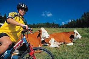 Eine Person, die einen Helm und ein gelbes Hemd trägt, fährt mit dem Fahrrad an zwei Kühen vorbei, die in einem ländlichen Feld mit Bäumen und blauem Himmel im Hintergrund auf dem Gras liegen.