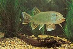 Ein Fisch schwimmt in einem Aquarium mit grünen Wasserpflanzen, Kiessubstrat und einem Stück Treibholz.