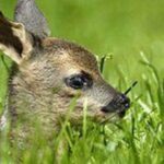 Ein junges Rehkitz liegt im hohen grünen Gras und schaut nach rechts.