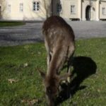 Ein Reh grast auf grünem Gras vor einem hellen Gebäude mit gewölbtem Eingang und Fenstern.